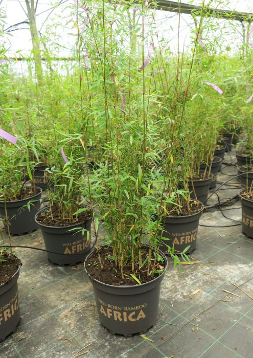 Fargesia 'Jiuzhaigou Honey Guide'®