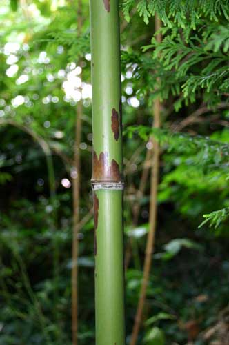 Phyllostachys bambusoides 'Tanakae'