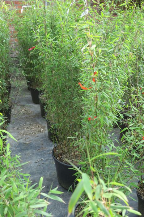 Fargesia 'Jiuzhaigou Bonfire'