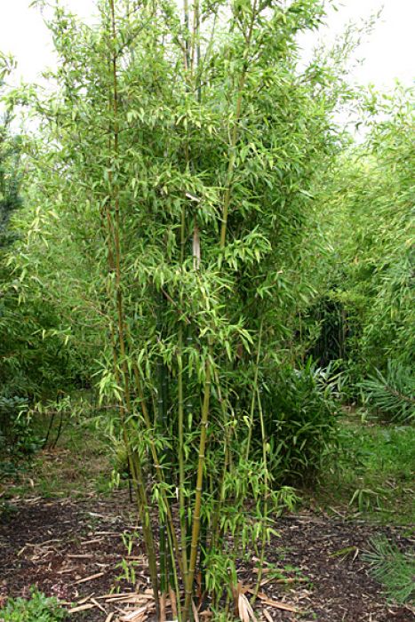Phyllostachys atrovaginata