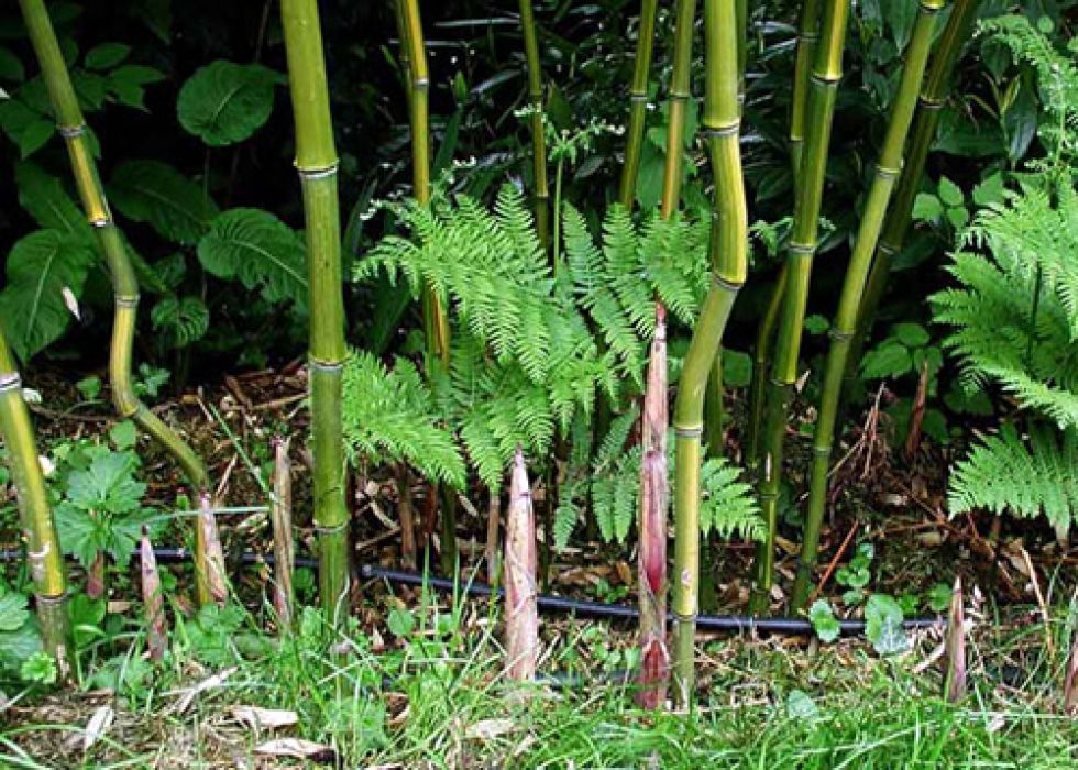 Phyllostachys aureosulcata Klon ABS