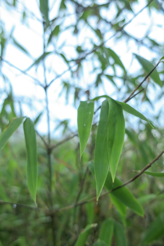 Fargesia murielae x nitida 'Schensbossen'