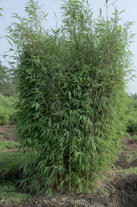 Fargesia 'Red Rhino'®