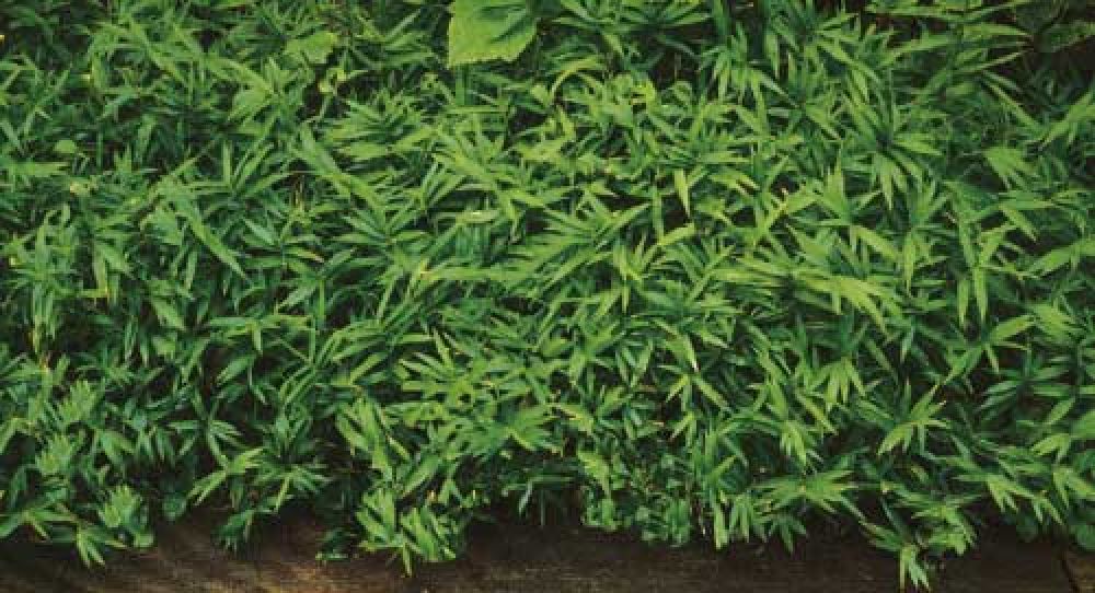 Pleioblastus pygmaeus