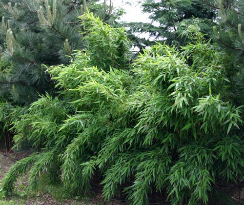 Fargesia murielae 'Jumbo' (Gartenbambus)