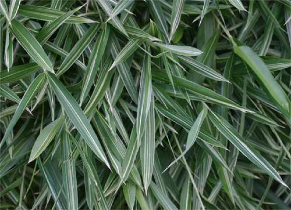 Pleioblastus variegatus 'Fortunei'