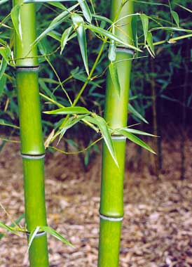 Phyllostachys praecox