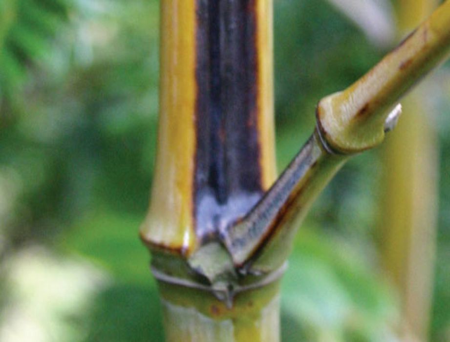 Phyllostachys nigra 'Megurochiku'