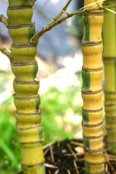 Phyllostachys aurea 'Koi'