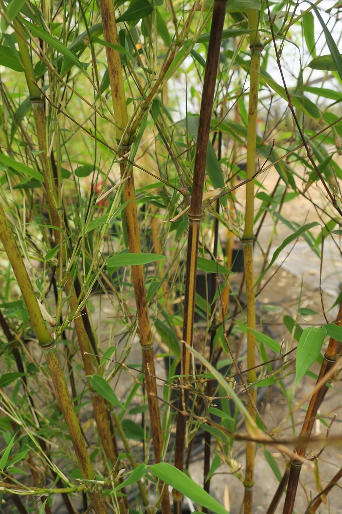 Phyllostachys aureosulcata 'Blackfire'