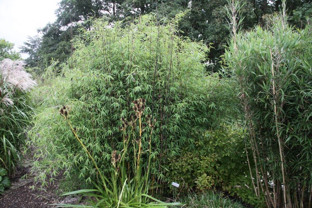 Fargesia  'Jiuzhaigou 4' - Black Cherry -