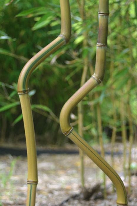 Phyllostachys aureosulcata 'Spectabilis-Lama-Tempel'