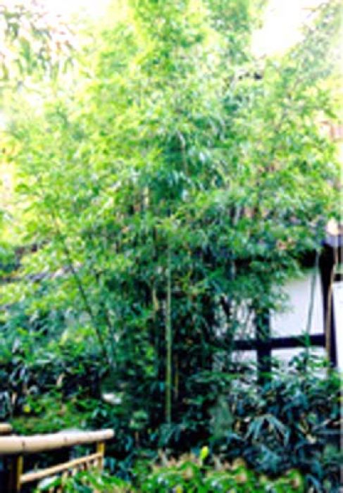 Semiarundinaria fastuosa