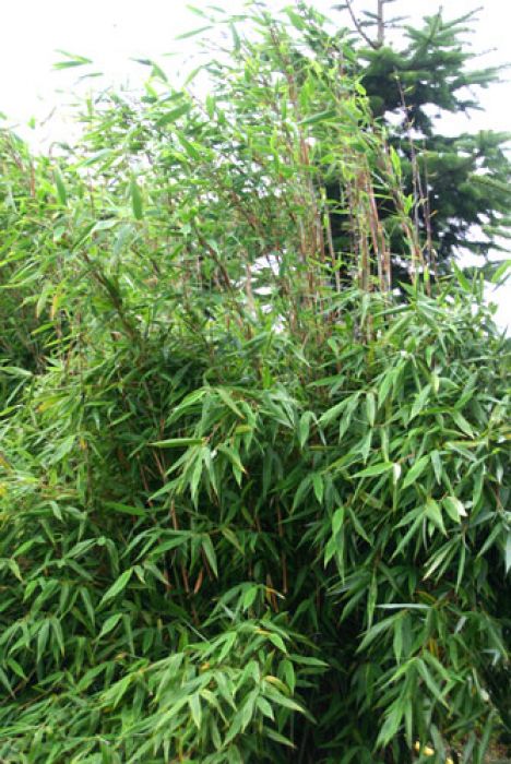 Fargesia murielae 'Fresena'®