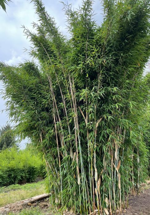 Fargesia 'Watcher of the Skies'®