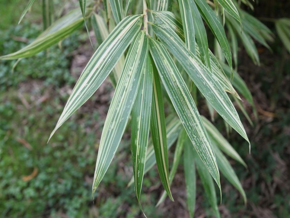 Phyllostachys edulis (pubescens) 'Okina'