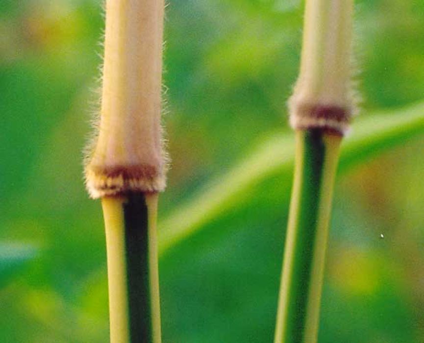 Semiarundinaria yashadake 'Kimmei'