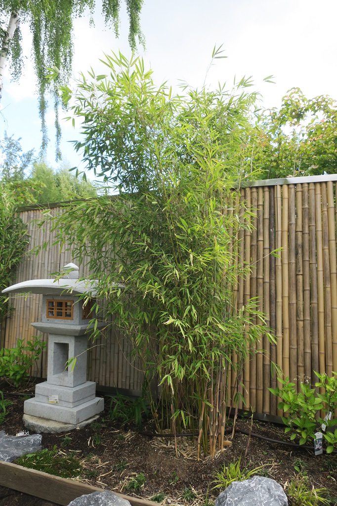 Fargesia 'Windweaver'®