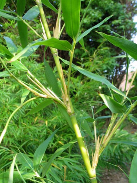 Semiarundinaria fastuosa 'Viridis'