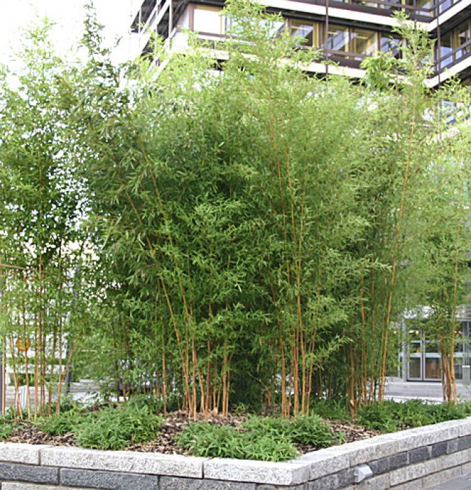 Phyllostachys aureosulcata 'Spectabilis'