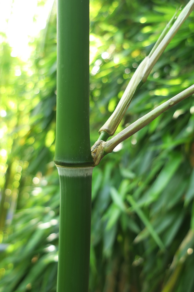 Phyllostachys vivax 'McClure' - Ausläufer