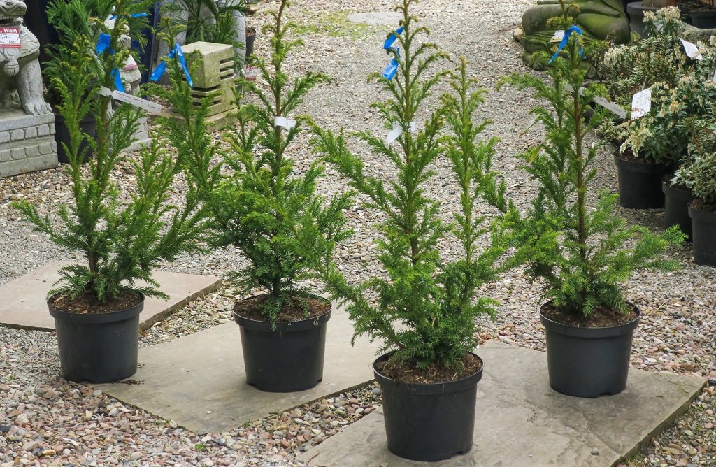 Cryptomeria japonica 'Giokomo'