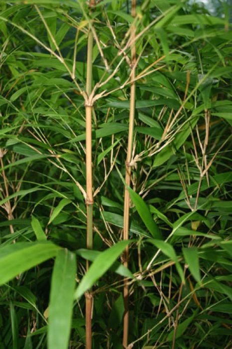 Chimonobambusa quadrangularis 'Suow' (Tatejima)