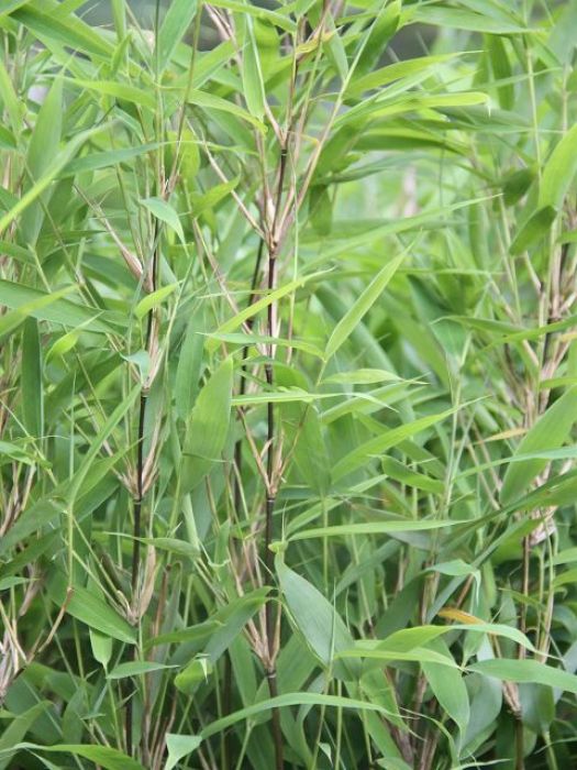 Fargesia murielae 'Freds Mini'®