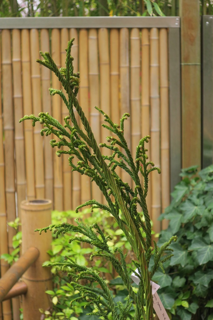 Cryptomeria japonica 'Rasen'