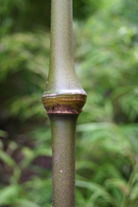 Chimonobambusa / Qiongzhuea tumidinoda