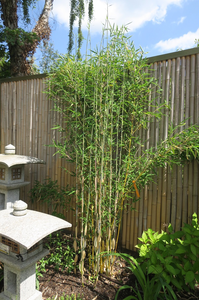 Fargesia 'King of Spears'®