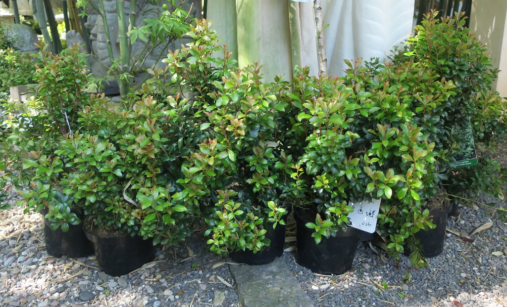 Pieris japonica 'Little Heath Green'