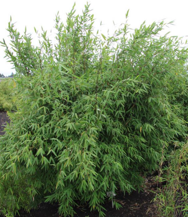 Fargesia nitida 'Winter Joy' ®