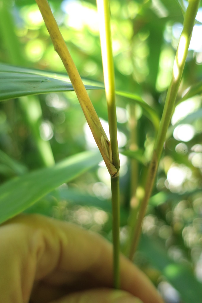 Pseudosasa japonica - Ausläufer