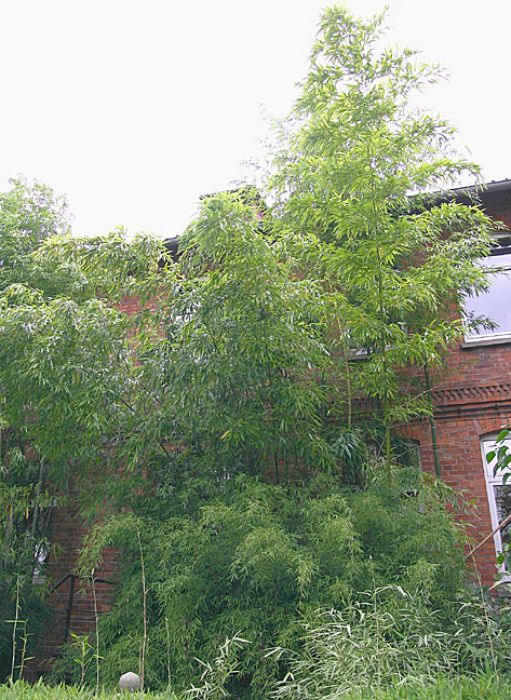 Phyllostachys vivax 'McClure'