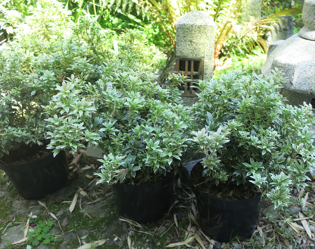 Pieris japonica 'Little Heath'